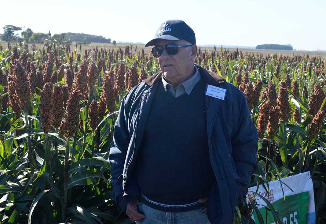 S Protect, el gen de la tolerancia al pulgón amarillo en sorgos Tobin